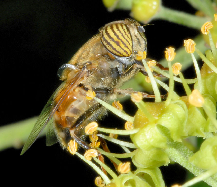 Eristalinus taeniops